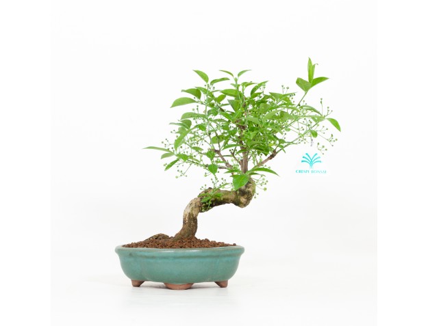 Euonymus hamiltonianus - Spindle - 31 cm