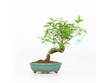 Euonymus hamiltonianus - Fusain - 31 cm