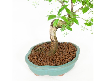 Euonymus hamiltonianus - Spindle - 31 cm