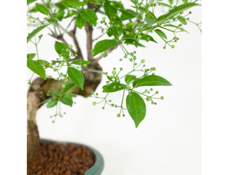 Euonymus hamiltonianus - Fusain - 31 cm