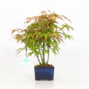 Acer Palmatum Viridis - Acero - 24 cm