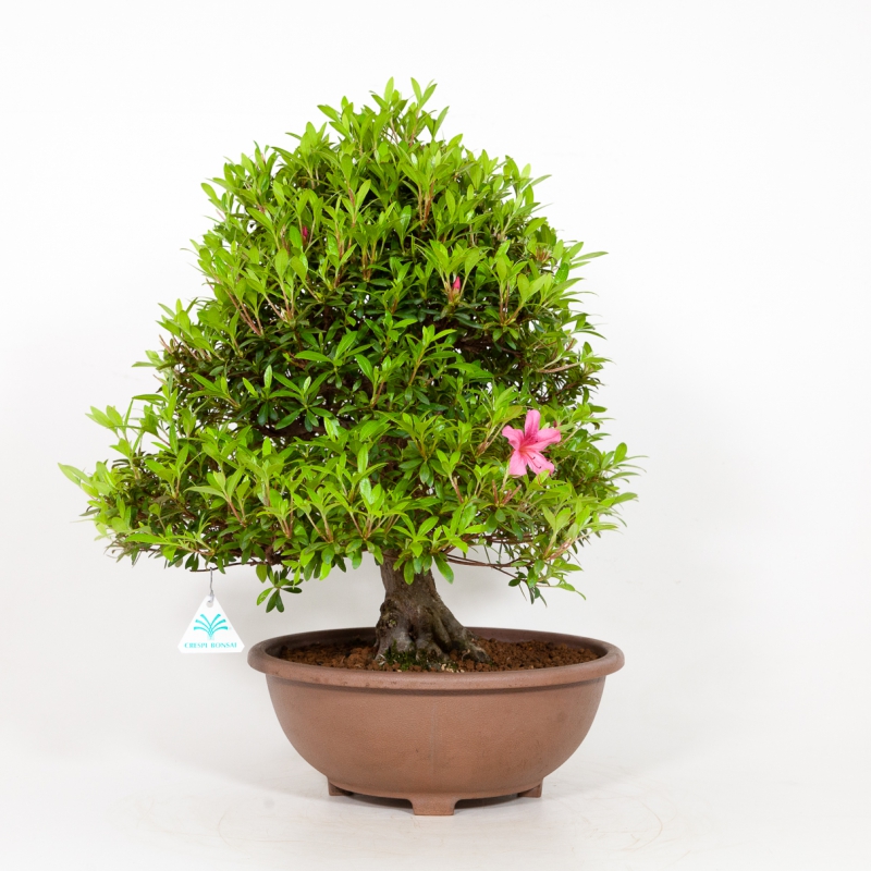 Rhododendron indicum - Azalée - 54 cm