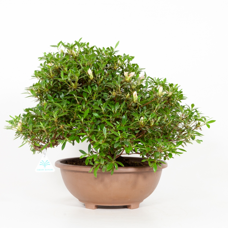 Rhododendron Indicum Hinomaru - Azalea - 41 cm