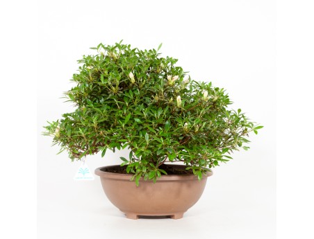 Rhododendron Indicum Hinomaru - Azalée - 41 cm