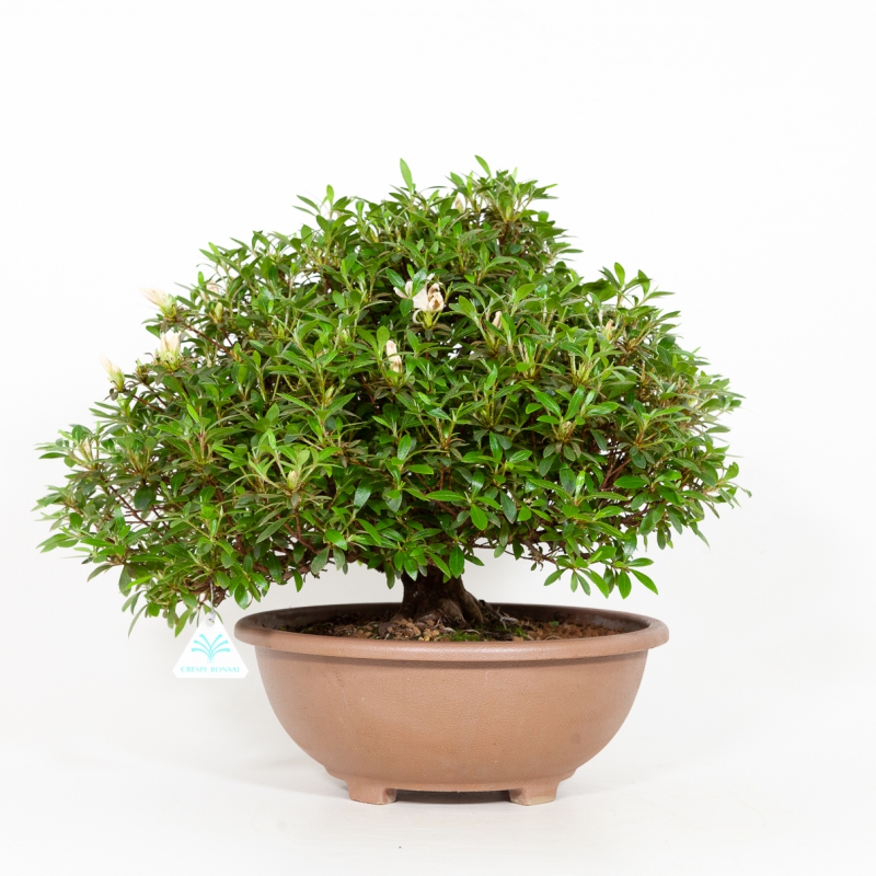 Rhododendron Indicum Hinomaru - Azalea - 41 cm