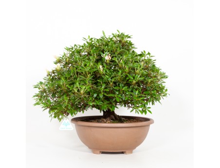 Rhododendron Indicum Hinomaru - Azalea - 41 cm