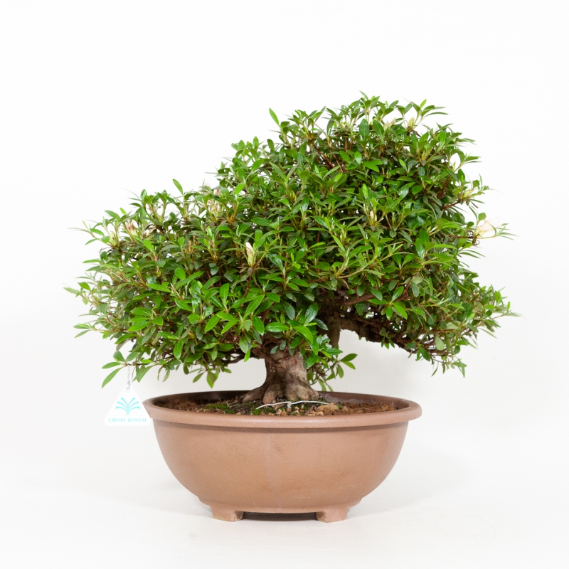 Rhododendron Indicum Hinomaru - Azalea - 41 cm