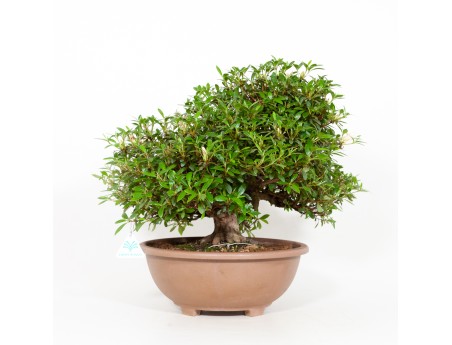 Rhododendron Indicum Hinomaru - Azalée - 41 cm