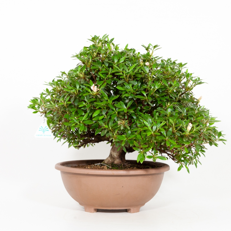 Rhododendron Indicum Hinomaru - Azalea - 41 cm