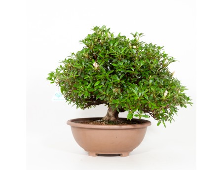 Rhododendron Indicum Hinomaru - Azalea - 41 cm