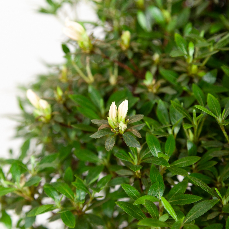 Rhododendron Indicum Hinomaru - Azalea - 41 cm