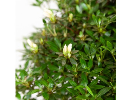 Rhododendron Indicum Hinomaru - Azalea - 41 cm