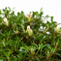 Rhododendron Indicum Hinomaru - Azalea - 41 cm