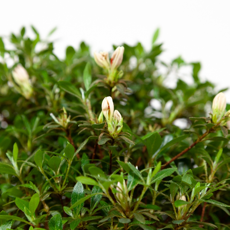 Rhododendron Indicum Hinomaru - Azalea - 41 cm