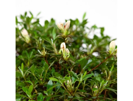 Rhododendron Indicum Hinomaru - Azalea - 41 cm
