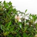 Rhododendron Indicum Hinomaru - Azalea - 41 cm