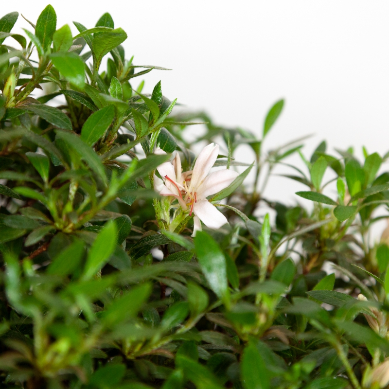 Rhododendron Indicum Hinomaru - Azalea - 41 cm