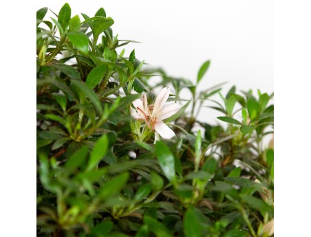 Rhododendron Indicum Hinomaru - Azalée - 41 cm
