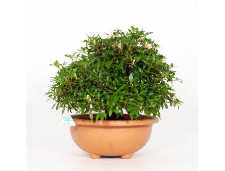 Rhododendron Indicum Hinomaru - Azalée - 42 cm