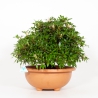 Rhododendron Indicum Hinomaru - Azalea - 42 cm
