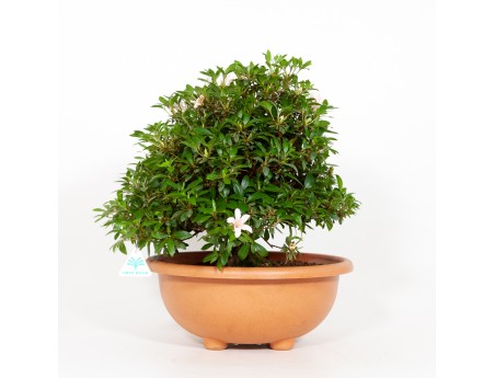 Rhododendron Indicum Hinomaru - Azalée - 42 cm
