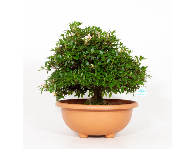 Rhododendron Indicum Hinomaru - Azalée - 42 cm