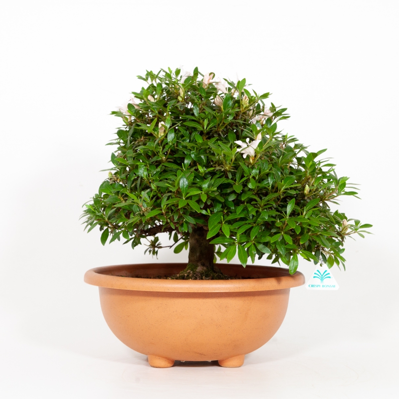 Rhododendron Indicum Hinomaru - Azalée - 42 cm