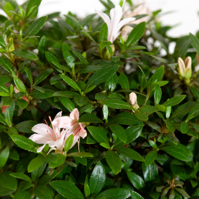Rhododendron Indicum Hinomaru - Azalée - 42 cm