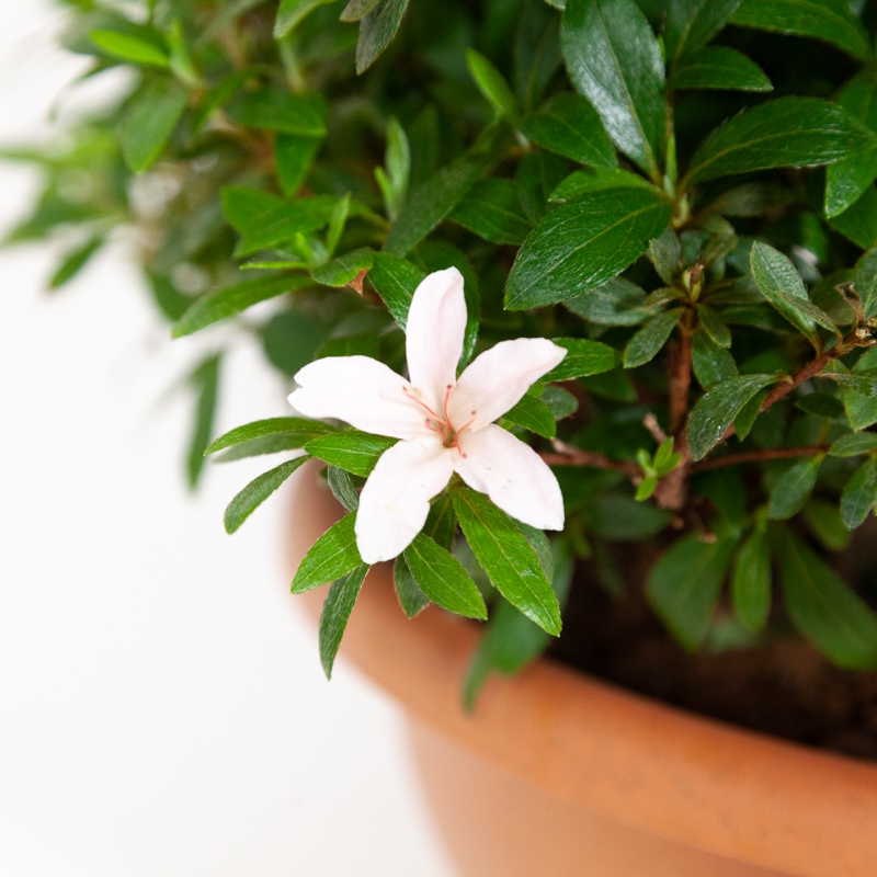 Rhododendron Indicum Hinomaru - Azalée - 42 cm