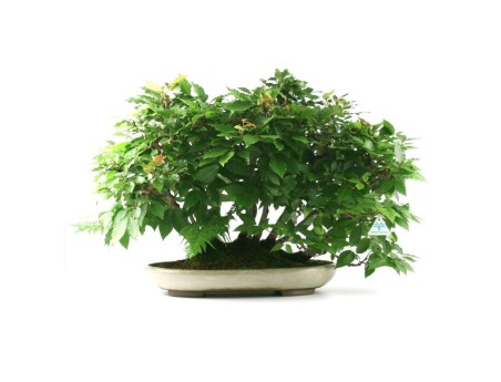 Fagus crenata - faggio - 50 cm