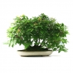 Fagus crenata - 56 cm