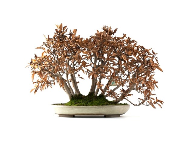 Fagus crenata - faggio - 50 cm 2