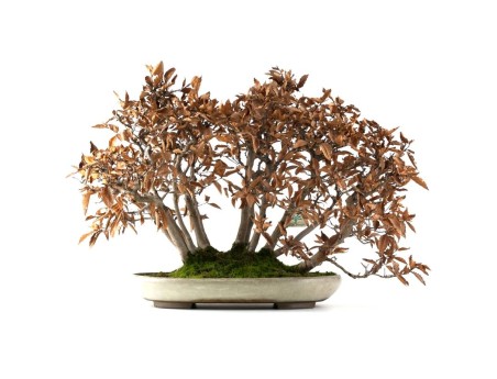 Fagus crenata - faggio - 50 cm