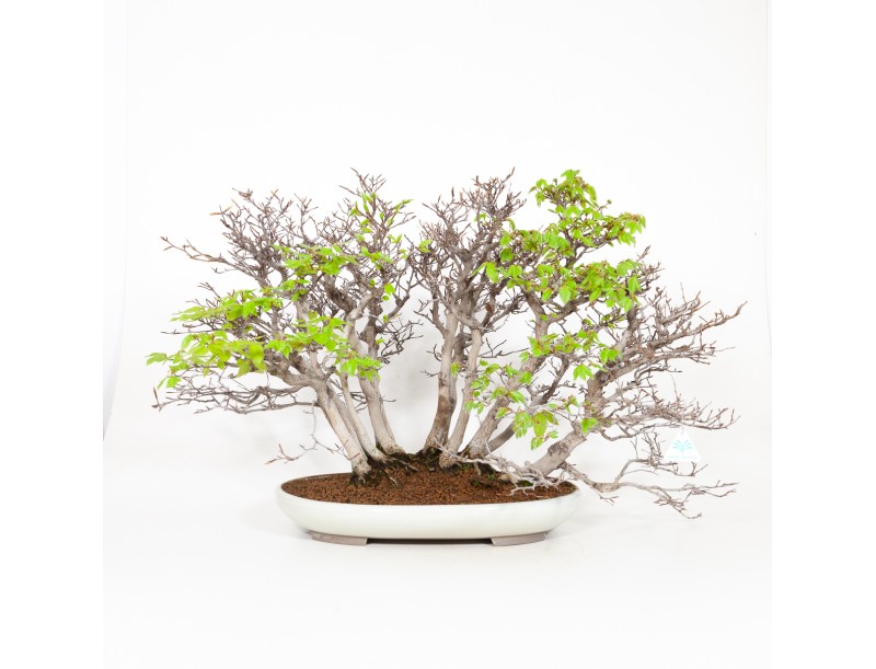 Fagus crenata - 56 cm