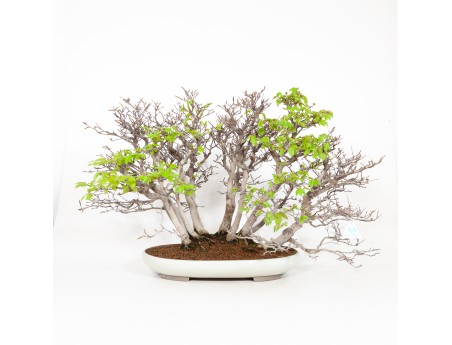 Fagus crenata - Hêtre du Japon - 56 cm