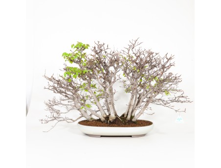 Fagus crenata - Hêtre du Japon - 56 cm