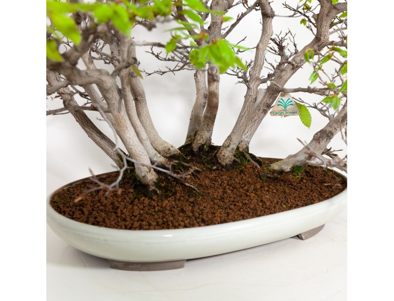 Fagus crenata - 56 cm