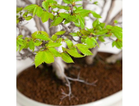 Fagus crenata - Hêtre du Japon - 56 cm