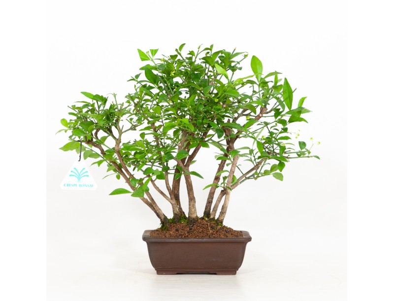 Euonymus alatus - Fusain ailé - 29 cm