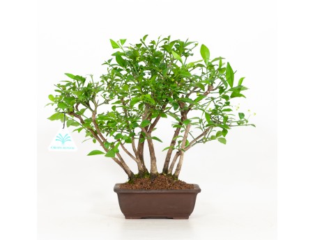 Euonymus alatus - Fusain ailé - 29 cm