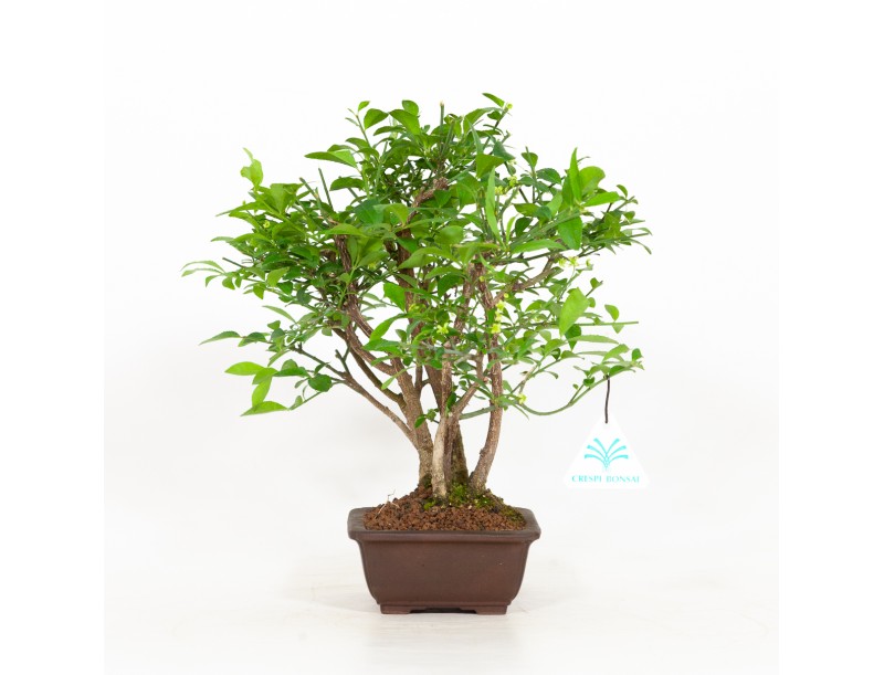Euonymus alatus - Fusain ailé - 29 cm