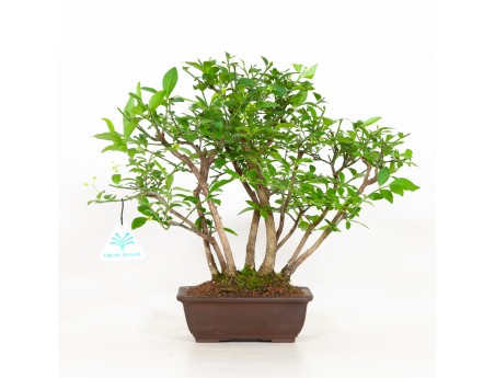 Euonymus alatus - Fusain ailé - 29 cm