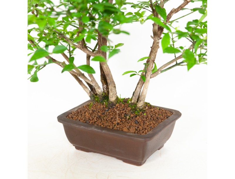 Euonymus alatus - Fusain ailé - 29 cm