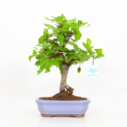 Diospyros kaki - Oriental persimmon - 29 cm