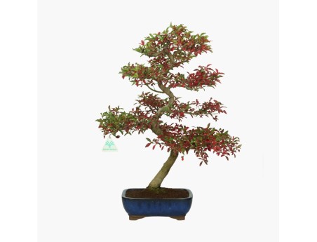 Euonymus - Fusain - 52 cm