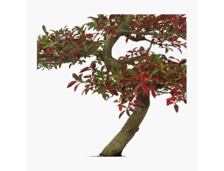 Euonymus - Evonimo - 52 cm