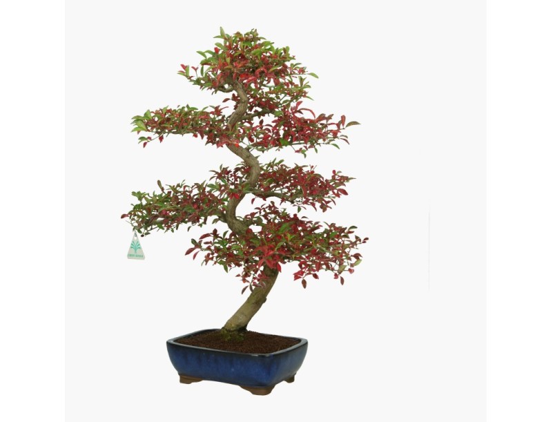 Euonymus - Fusain - 52 cm