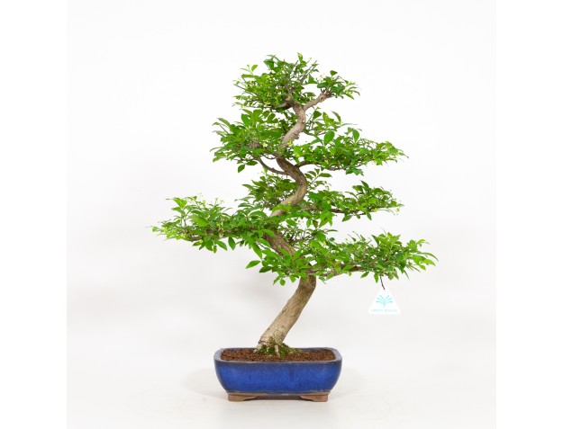 Euonymus - Fusain - 52 cm