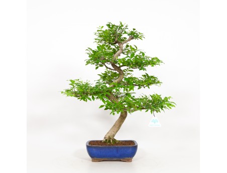 Euonymus - Spindle - 52 cm