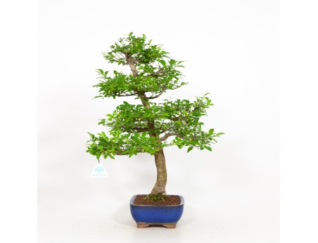 Euonymus - Evonimo - 52 cm